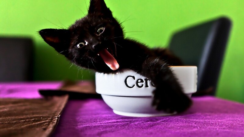 Black Kitten in Bowl — Purple
