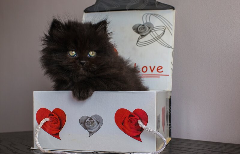 Black Kitten in Box
