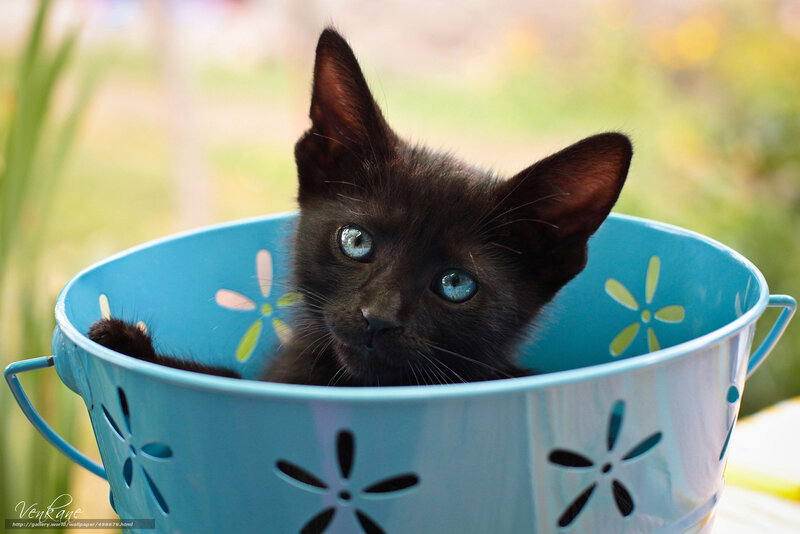 Black Kitten in Bucket — Blue, Calm
