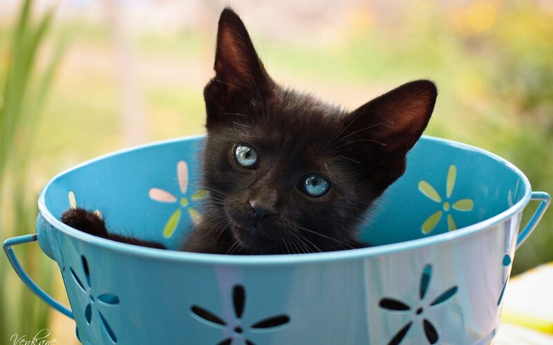 Black Kitten in Bucket — Blue