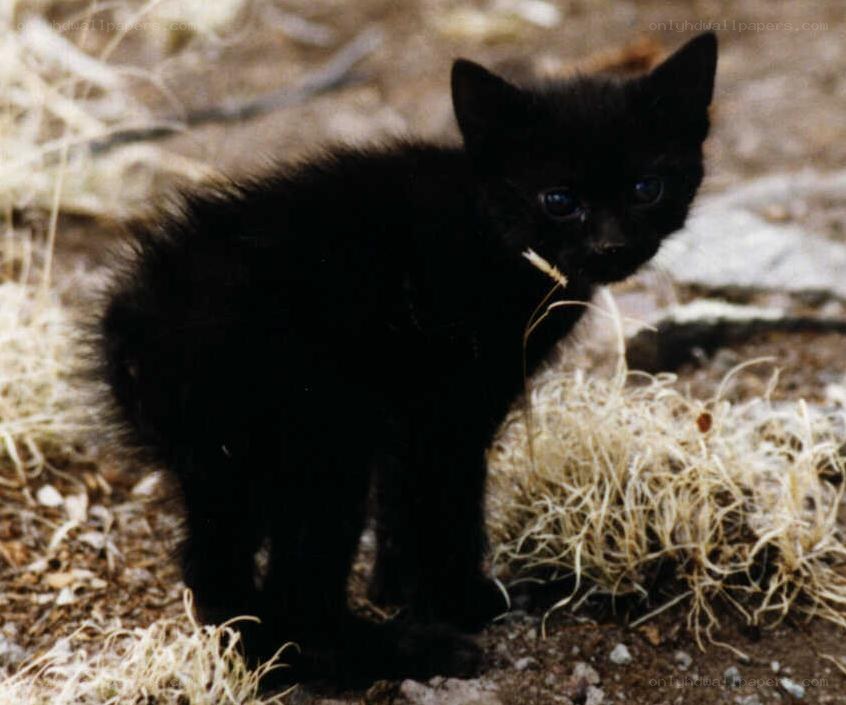 black kitten in dry grass