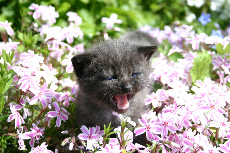 Black Kitten in Flowers — Pink