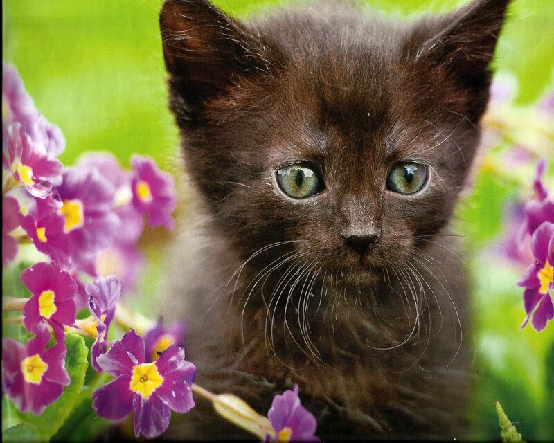 Black Kitten in Flowers — Purple