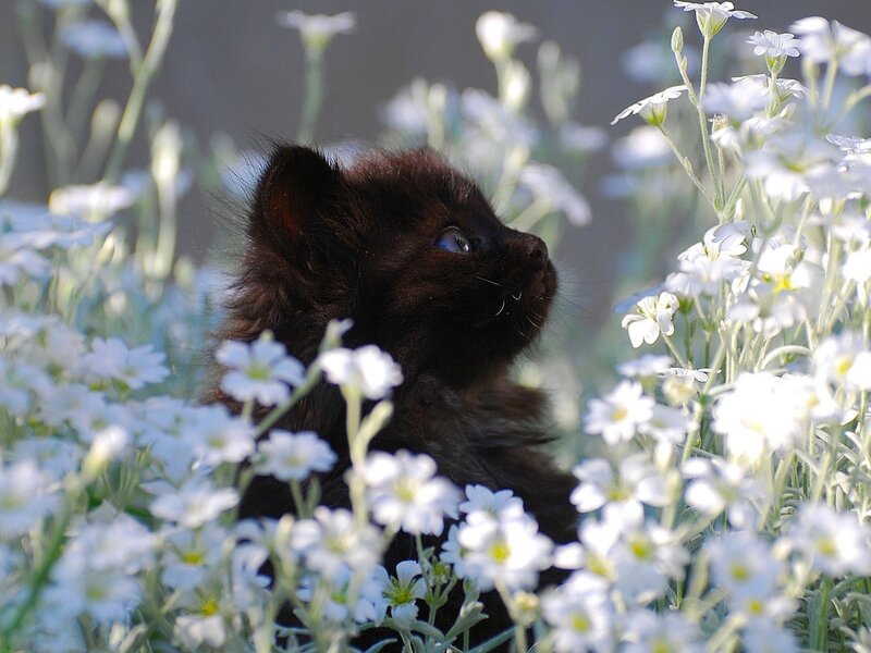Black Kitten in Flowers — White, Serene, Morning