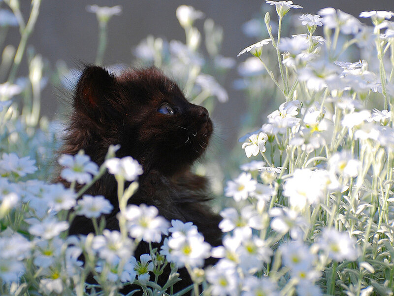 Black Kitten in Flowers — White, Serene