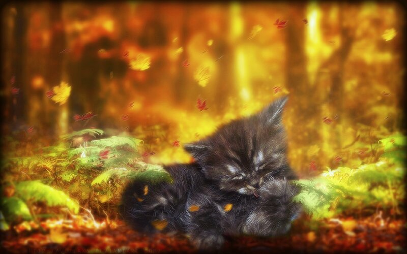 Black Kitten in Forest