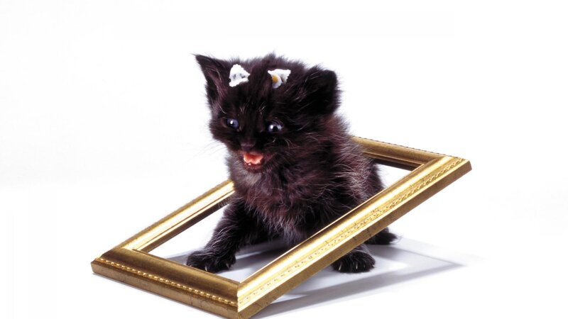 Black Kitten in Frame