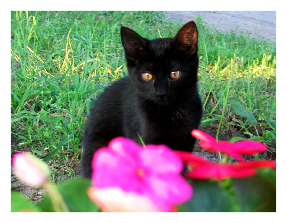 black kitten in garden
