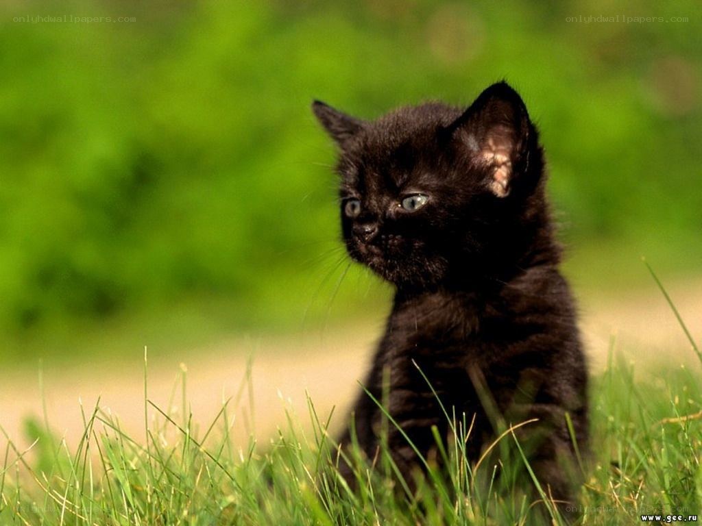 black kitten in grass