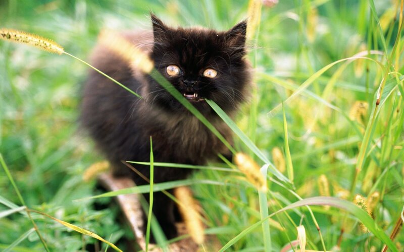 black kitten in grass