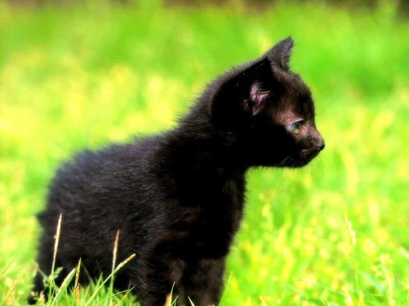 Black kitten in grass