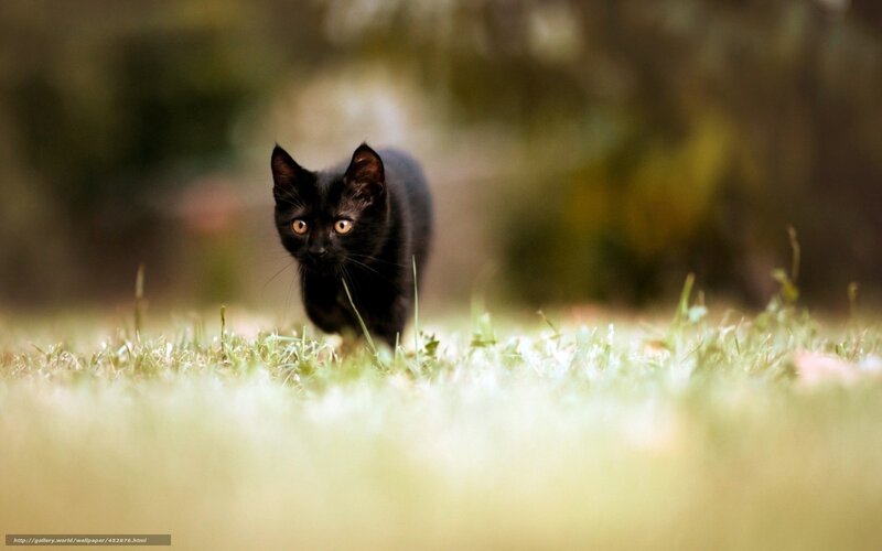 Black Kitten in Grass — Alert, Afternoon, Photograph