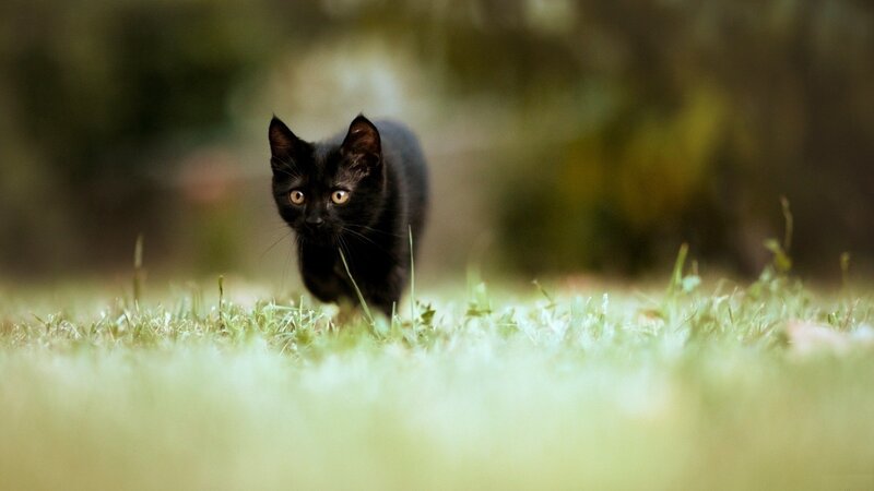 Black Kitten in Grass — Alert, Afternoon