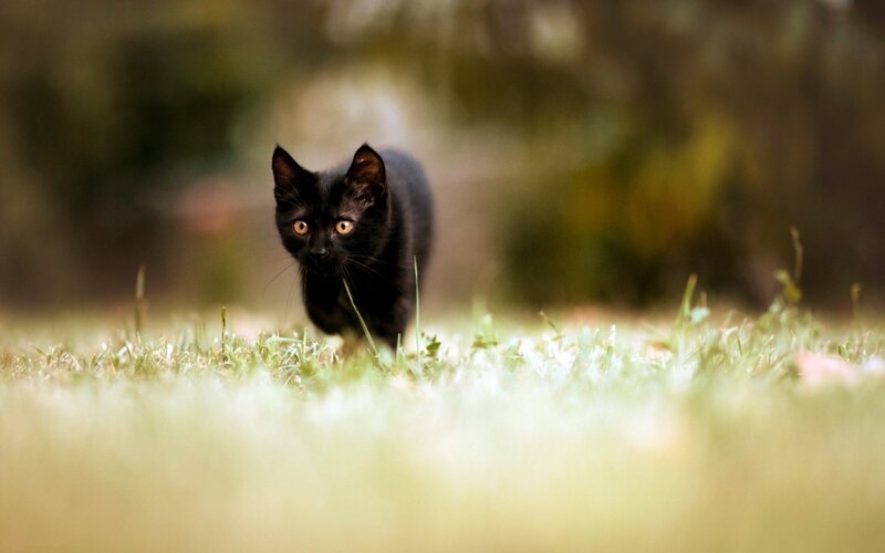Black Kitten in Grass — Alert