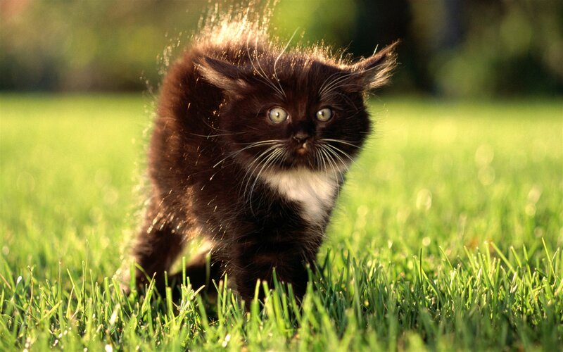 Black Kitten in Grass — Green, Calm, Afternoon