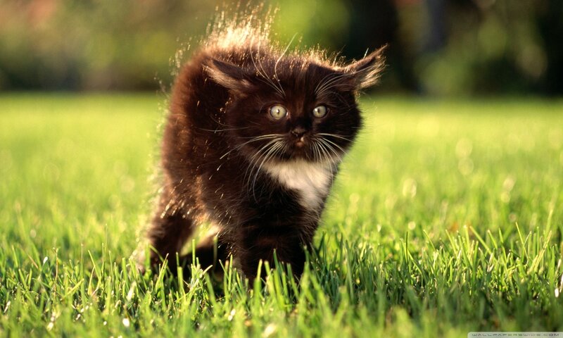 Black Kitten in Grass — Green, Calm