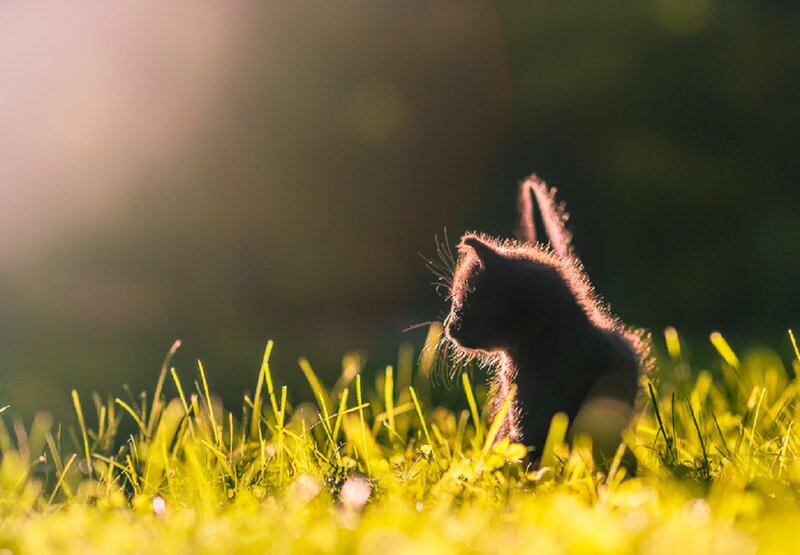 Black Kitten in Grass — Green, Serene