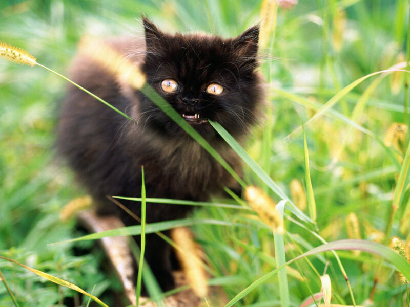 Black Kitten in Grass — Green