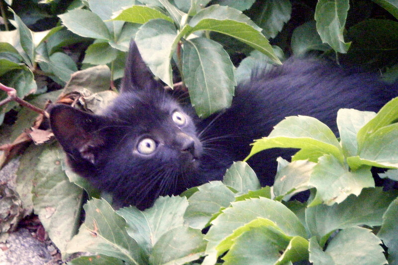 black kitten in green leaves