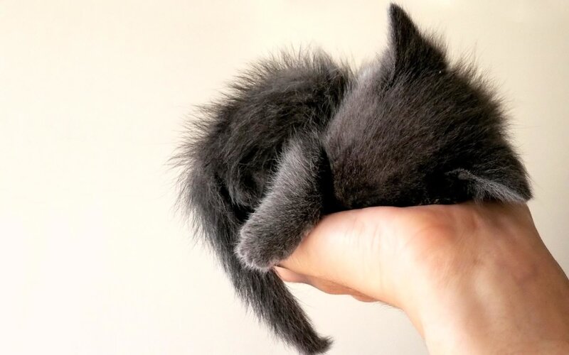 Black Kitten in Hand