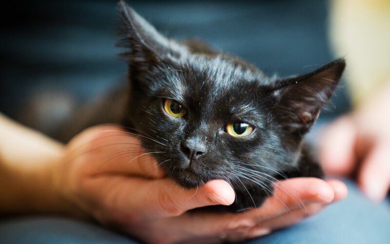 black kitten in hands