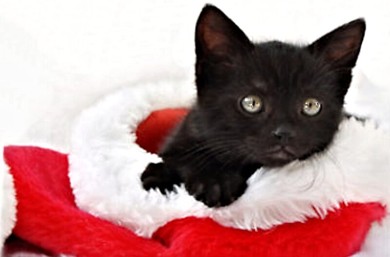 Black Kitten in Hat