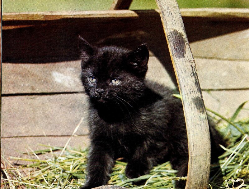 Black Kitten in Hay