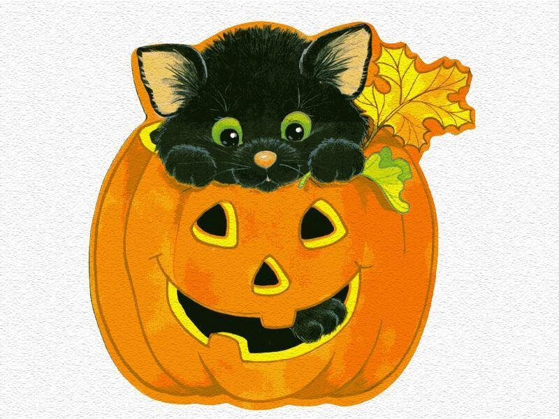 black kitten in jack-o-lantern