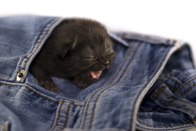 Black Kitten in Jeans