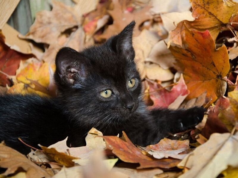 Black Kitten in Leaves — Calm