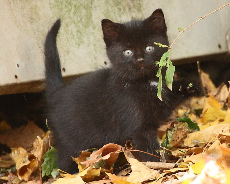 Black Kitten in Leaves