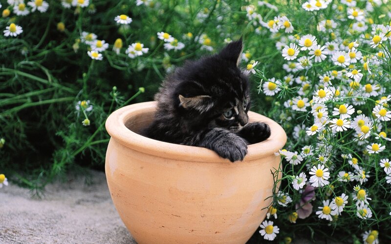 Black Kitten in Pot — Brown