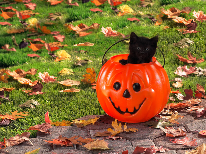 Black Kitten in Pumpkin Bucket — Orange