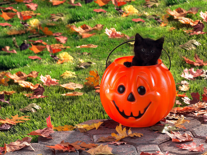 Black Kitten in Pumpkin Bucket