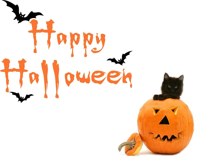 Black Kitten in Pumpkin — Orange