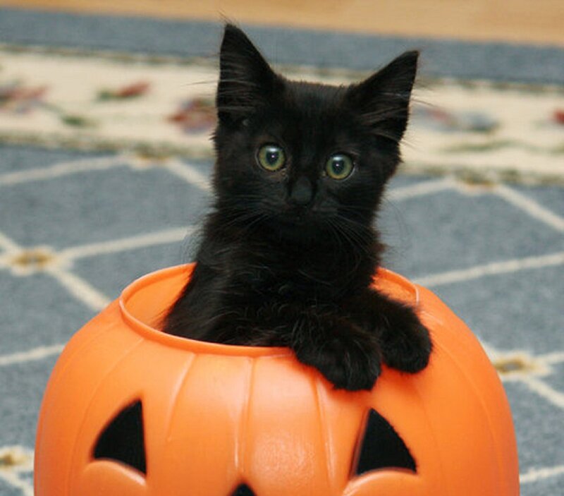 Black Kitten in Pumpkin