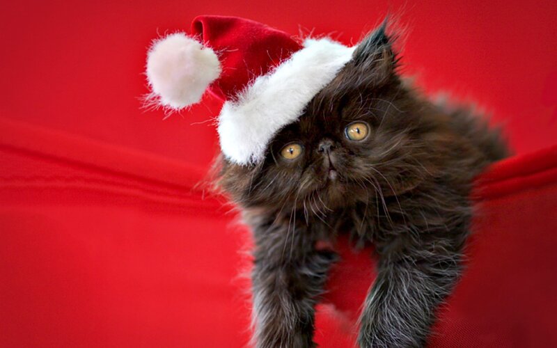 Black Kitten in Santa Hat