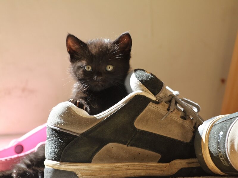 Black Kitten in Shoe