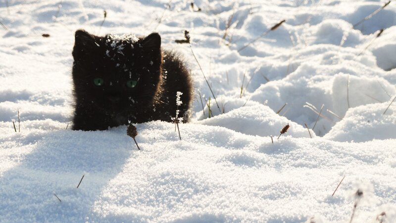 Black kitten in snow