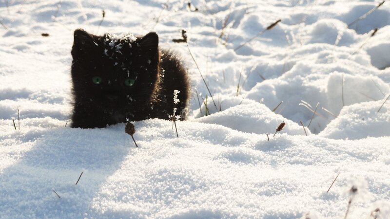 Black Kitten in Snow — White