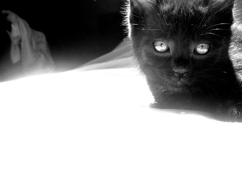 Black Kitten in Sunlight — Dramatic, Photograph