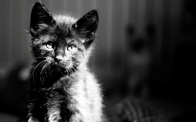 Black Kitten in Sunlight — Dramatic