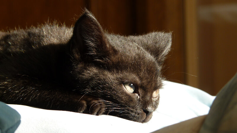 Black Kitten in Sunlight