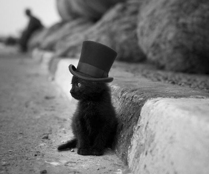 Black Kitten in Top Hat