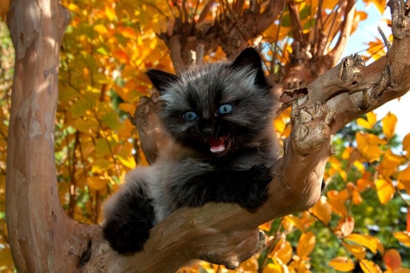 Black Kitten in Tree — Brown