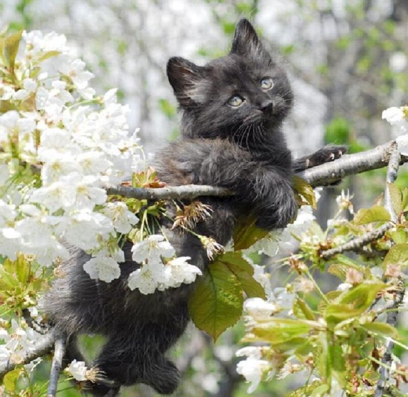 Black Kitten in Tree — Calm