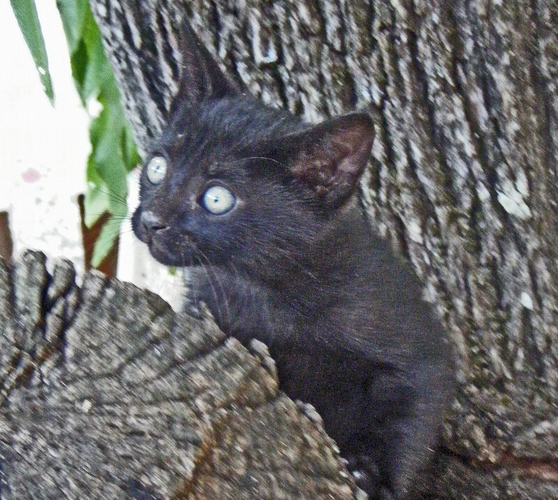 black kitten in tree