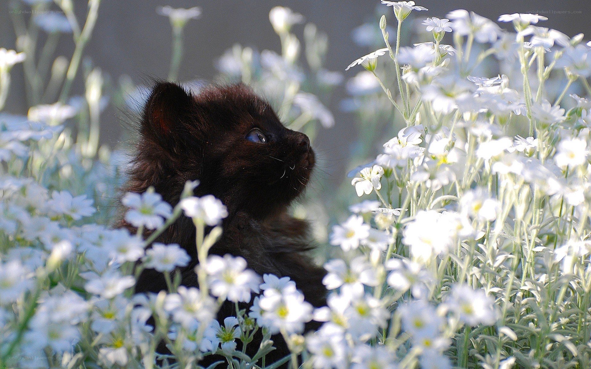 Black kitten in white flowers