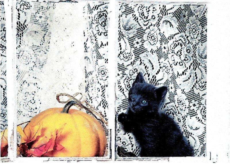 Black Kitten in Window