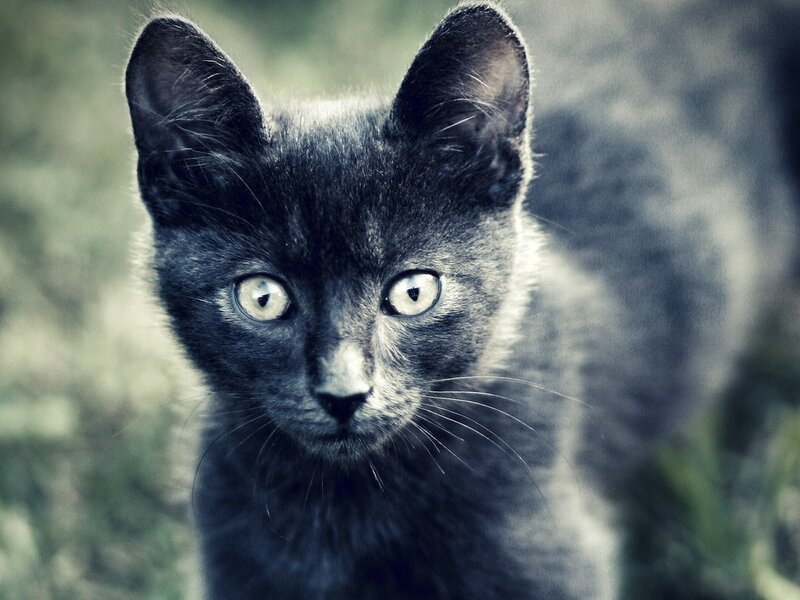 Black Kitten Looking